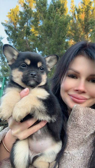 Метис шпіца дівчинка чорно-підпала