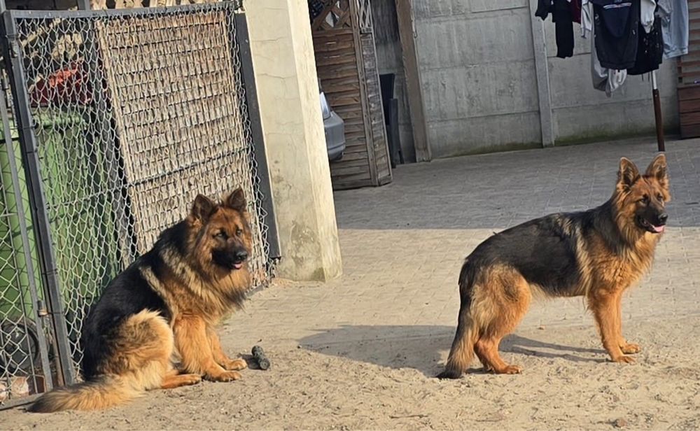 Owczarek niemiecki dlugowlosy