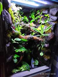 Terrarium tropikalne paludarium vivarium jaszczurki gekon