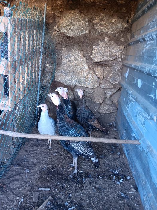 Perus caseiros.         .