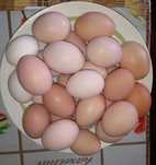 Продам домашні яйця