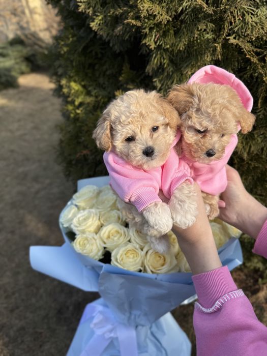 Мальтипу ф1