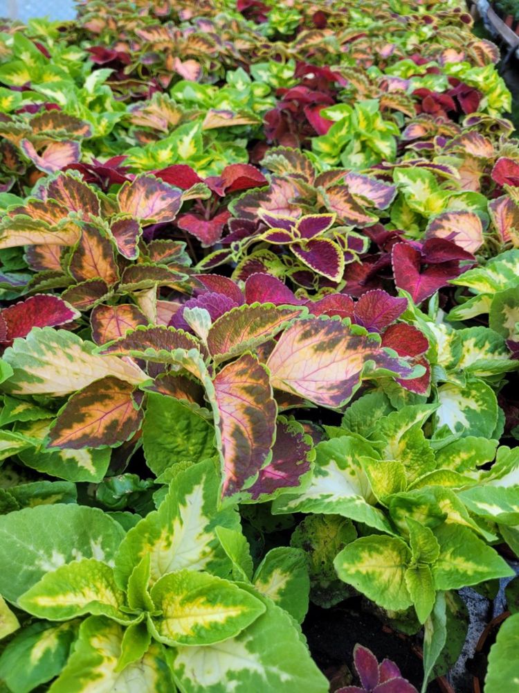 Coleus sadzonki mix kolorow