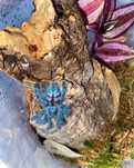 Caribena versicolor L3 ptasznik / trzykrotka