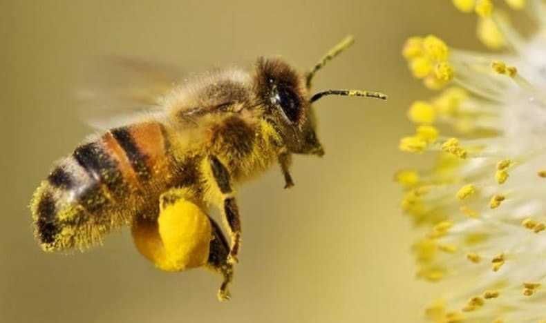 Бджоли, бджолосімʼї системи Українка, Дадан