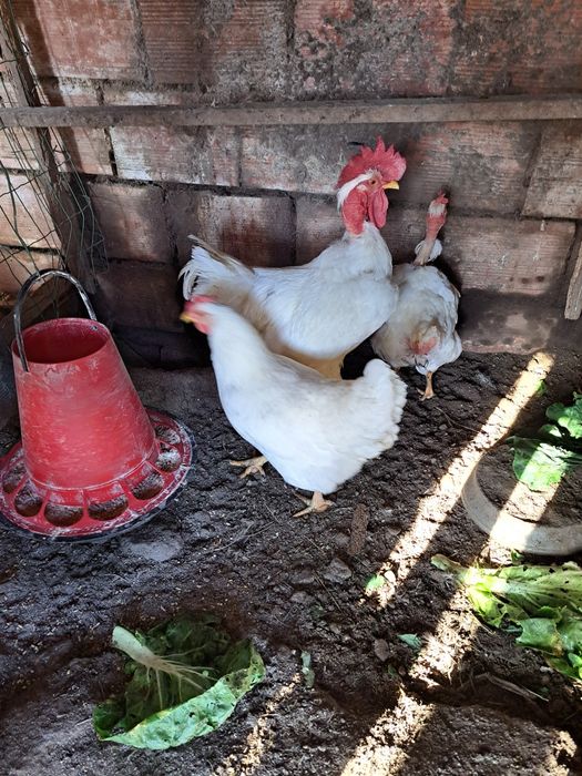 Galinhas com 2 e 3 anos.