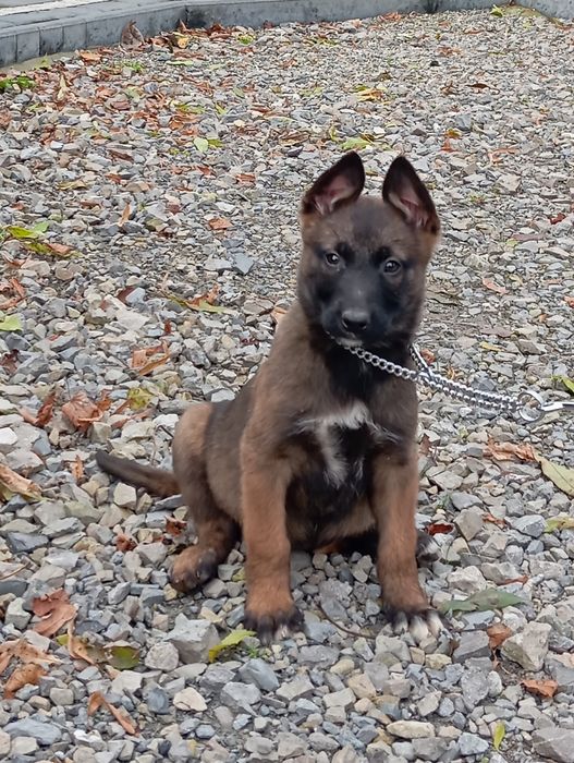 Sprzedam Owczarka Belgijskiego Malinois