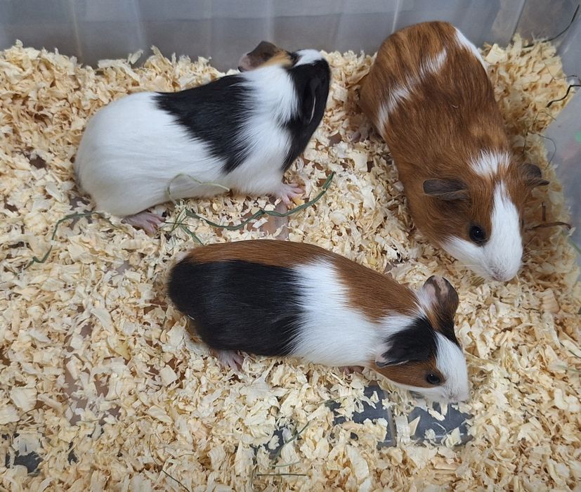 Świnki morskie samiczki.