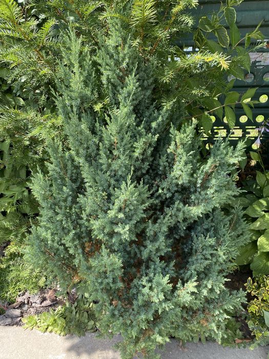 Ялівець варієгатний стрікта, схожий на ялинку