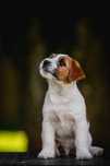 Piękny Jack Russell Terrier rodowód Związek Kynologiczny w Polsce FCI