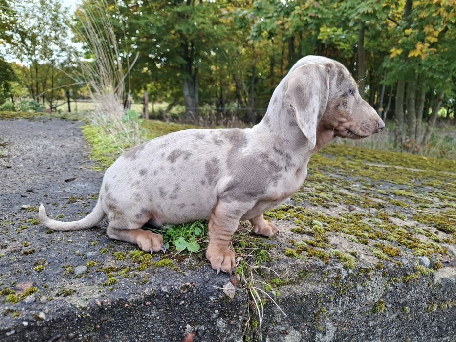 jamnik miniaturowy piesek merlle