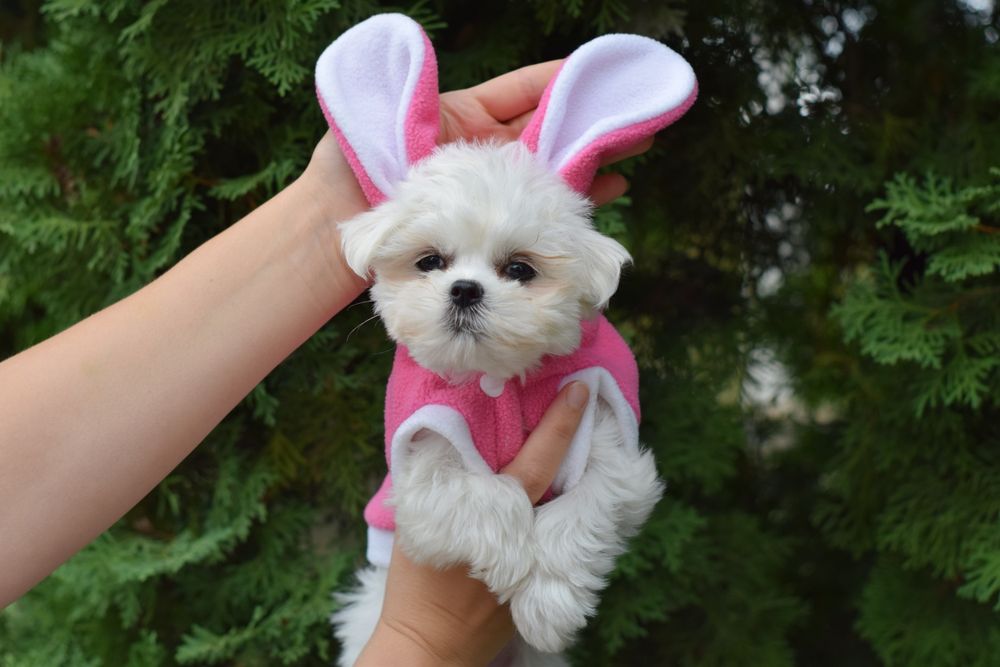 Мальтезе.  Мальтійська болонка дівчинка