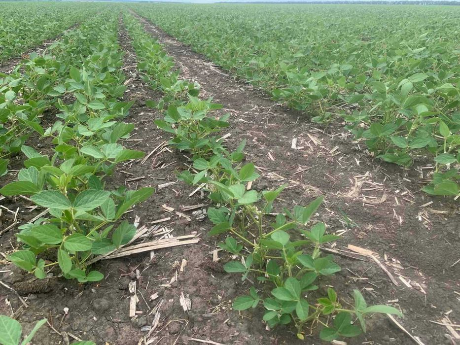 Продам насіння сої Софія під раундап