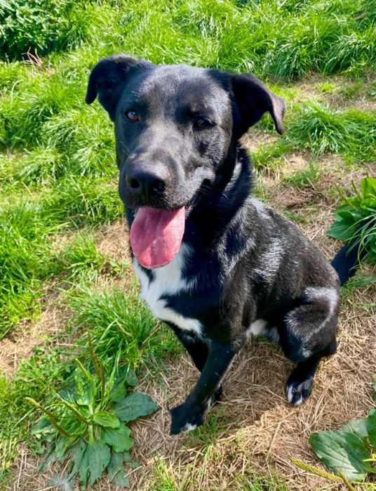 Pokochaj słodkiego Łapke