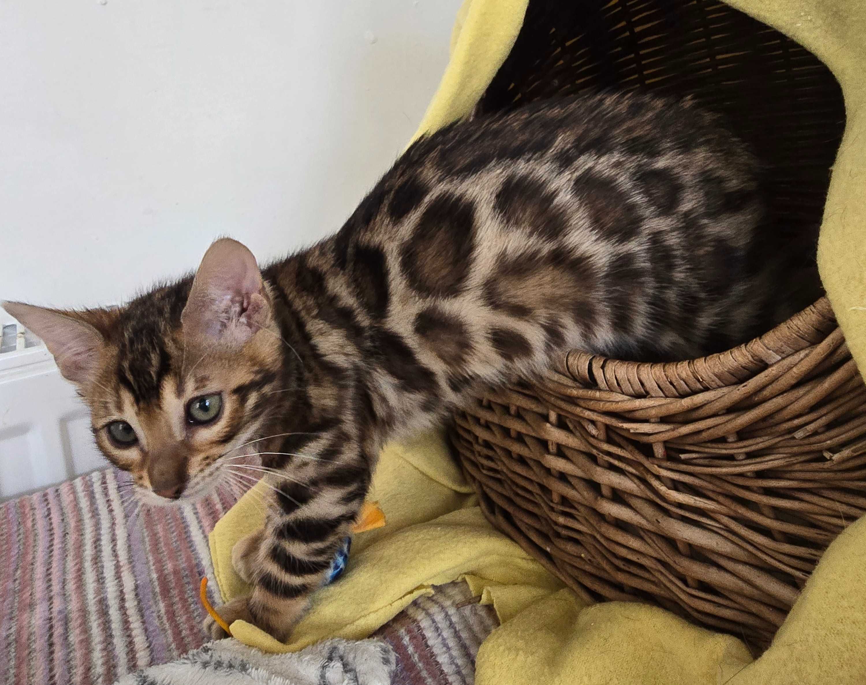 Kocurek Bengalski gotowy do odbioru