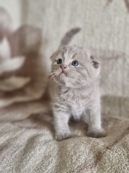 Лиловый мальчик вислоухий