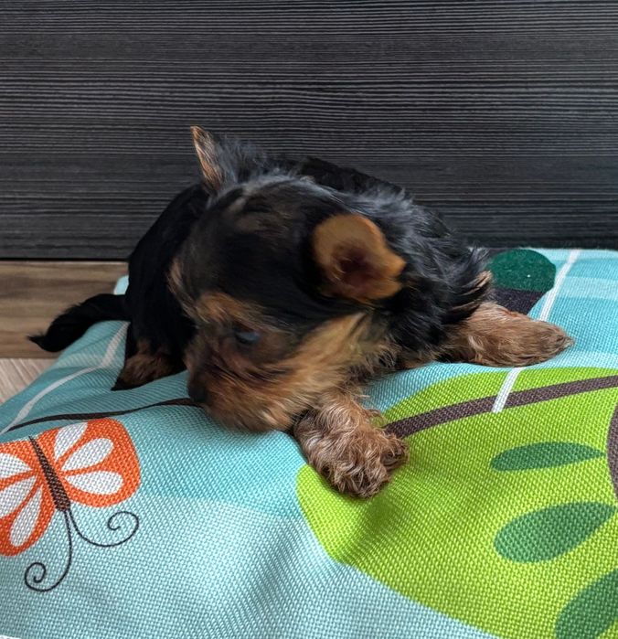 York - kochany rozrabiaka