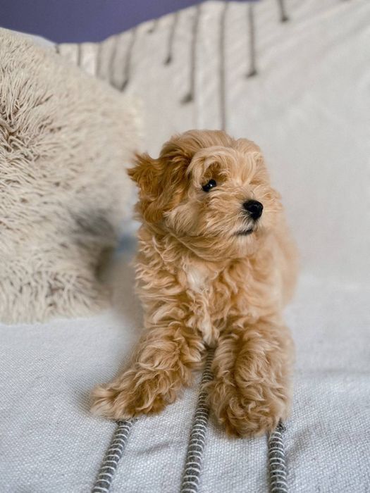 Мальтіпу міні, мікро, стандарт. Хлопчик, дівчинка. Ф1, f1. Малитипу