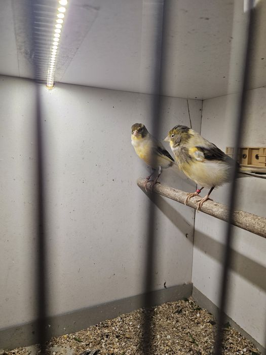 Sprzedam kanarki pary i samce