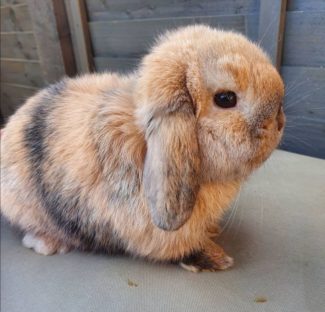 KIT Coelhos anões orelhudos, mini lop super inteligentes e dóceis