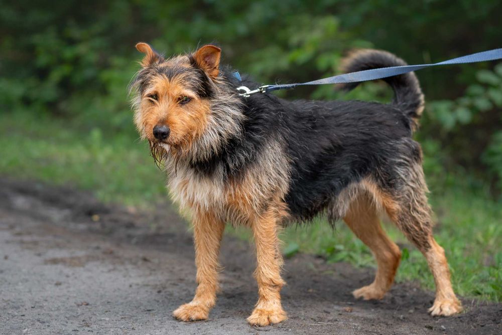 ROZAR młody piękny pies w typie teriera do adopcji