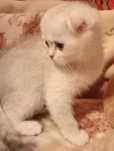 Котята Британцы  золотая шиншила