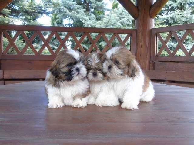 Shih Tzu tricolor piesek