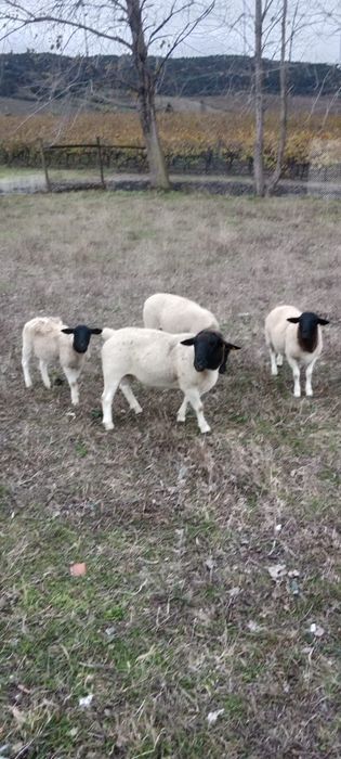 Vende-se Dorper puro