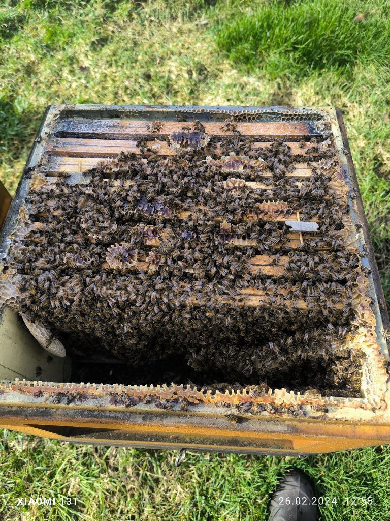 Przezimowane rodziny pszczele, matki, Odkłady