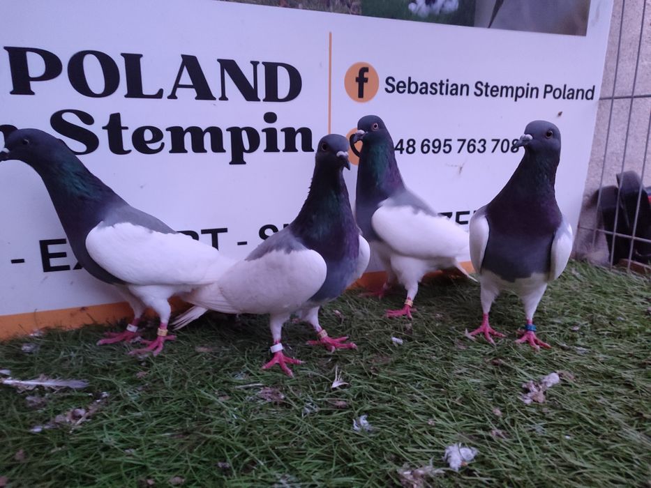 Gołębie. Murzyny. Murzyn. Możliwy transport
