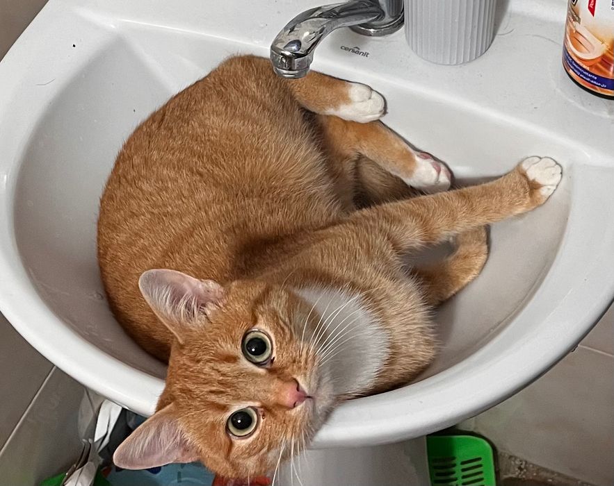 Віддам котика в хороші руки