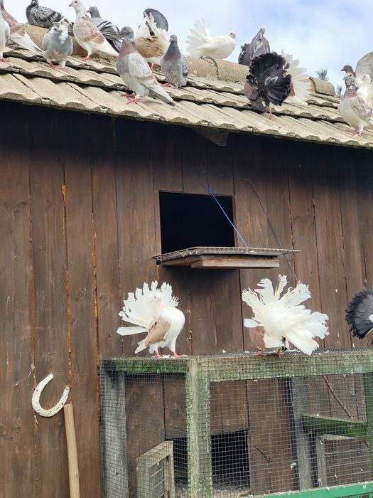 Gołębie ozdobne Pawiki