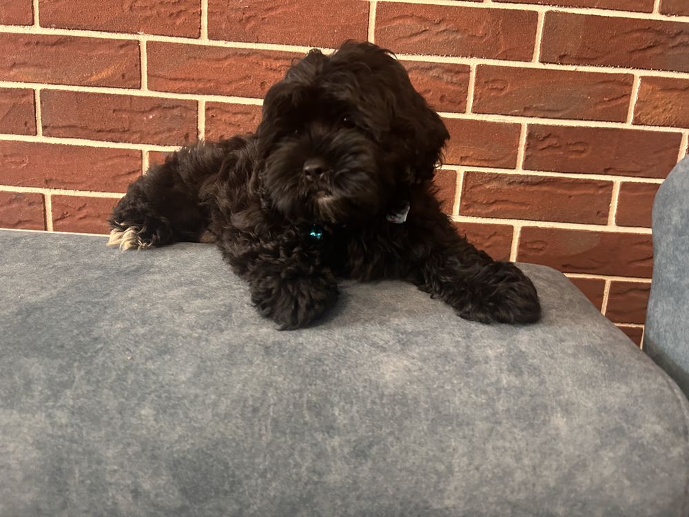 Shihpoo hybryda  shih tzu i pudel toy piesek