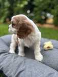 Cavalier King Charles Spaniel chlopiec