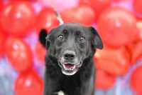 Lobo w typie labradora do adopcji!