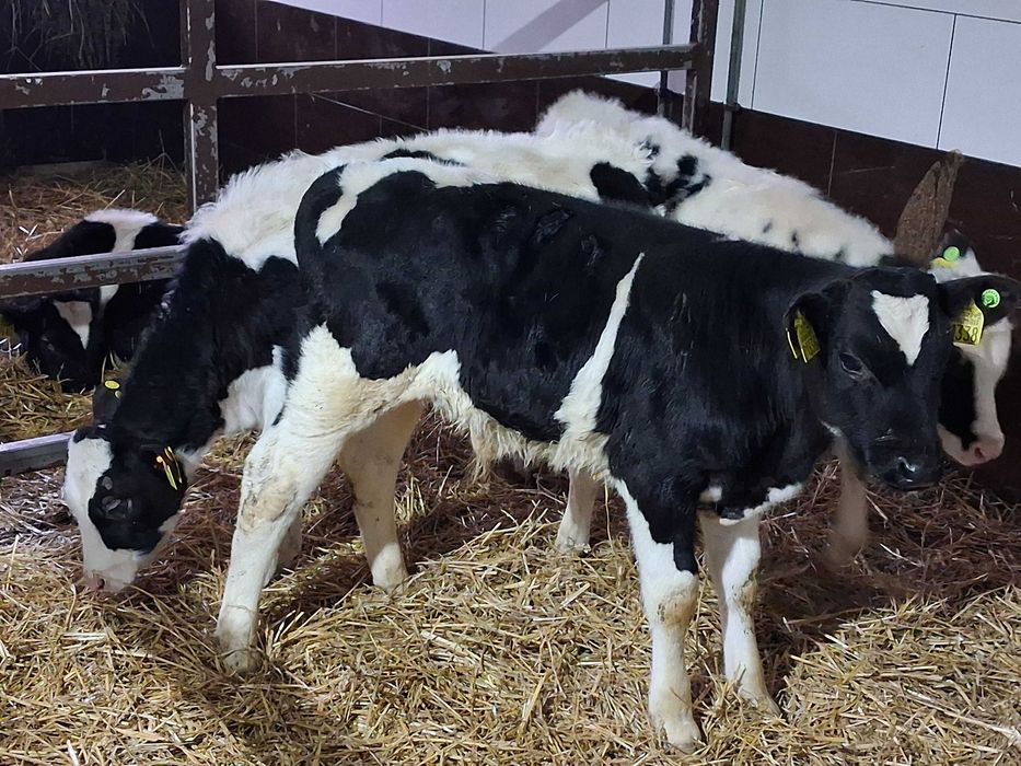 cielaki byczki polskie