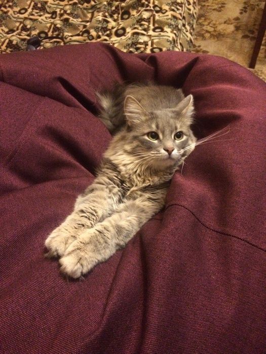 Перетримка, котоняня, домашня перетримка