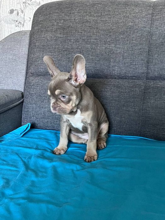 Французский бульдог