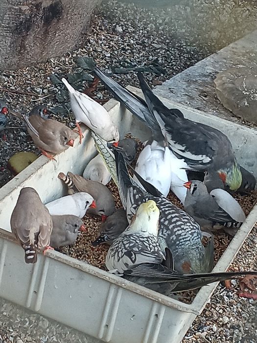 gołąbki diamentowe