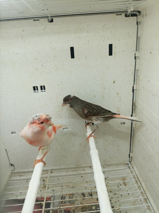 Canários Arlequim Português