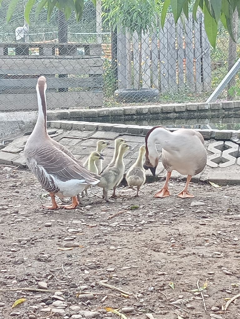 Gansos da Guiné  lindos