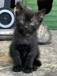 Kotek czarny do adopcji
