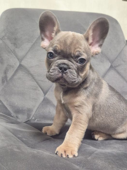 Цуценята французького бульдога