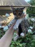 Кошеня безкоштовно