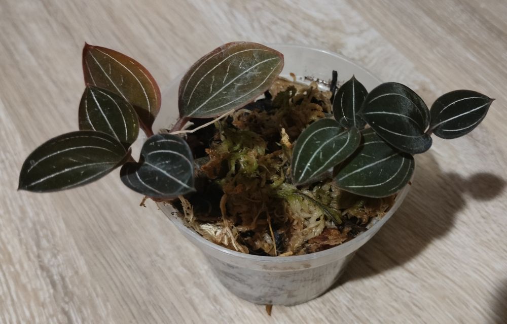 3 pędy Ludisia discolor ( storczyk jubilerski / jewel orchid )