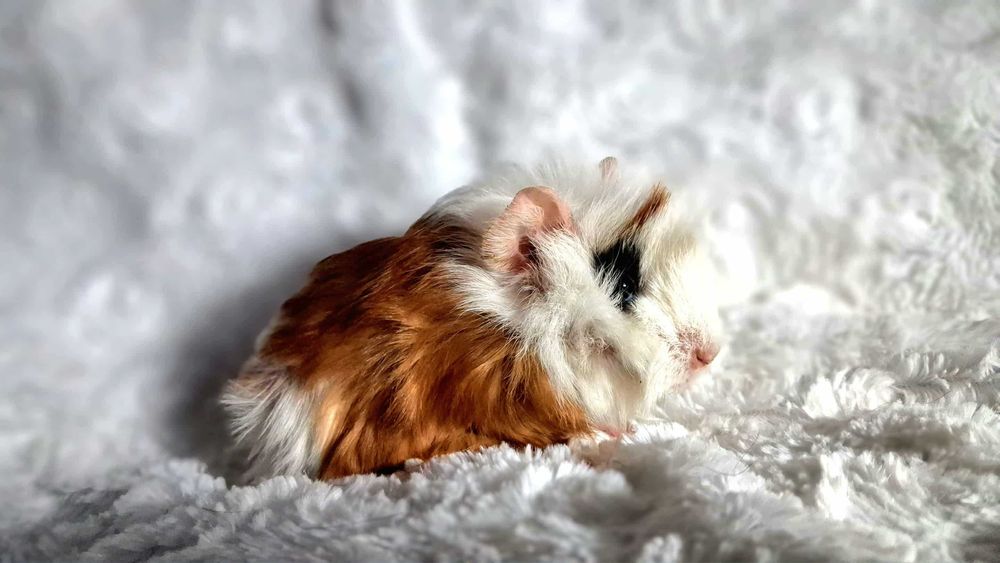 Świnka Morska Rozetka - wyjądkowy samczyk - transport