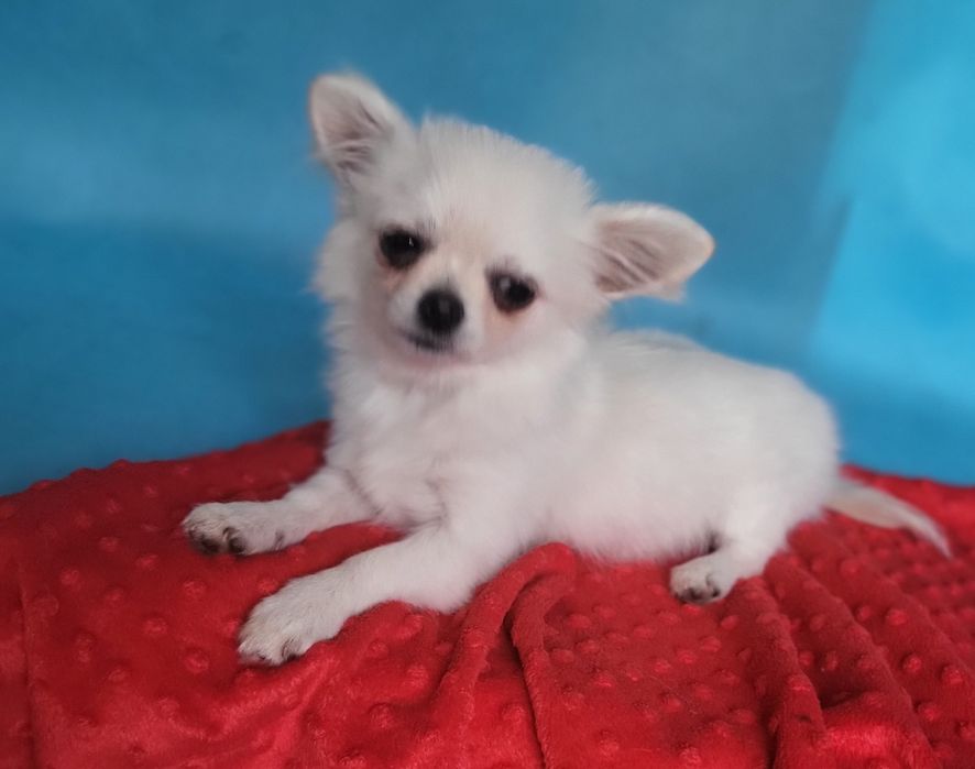 Chihuahua piesek sprzedam