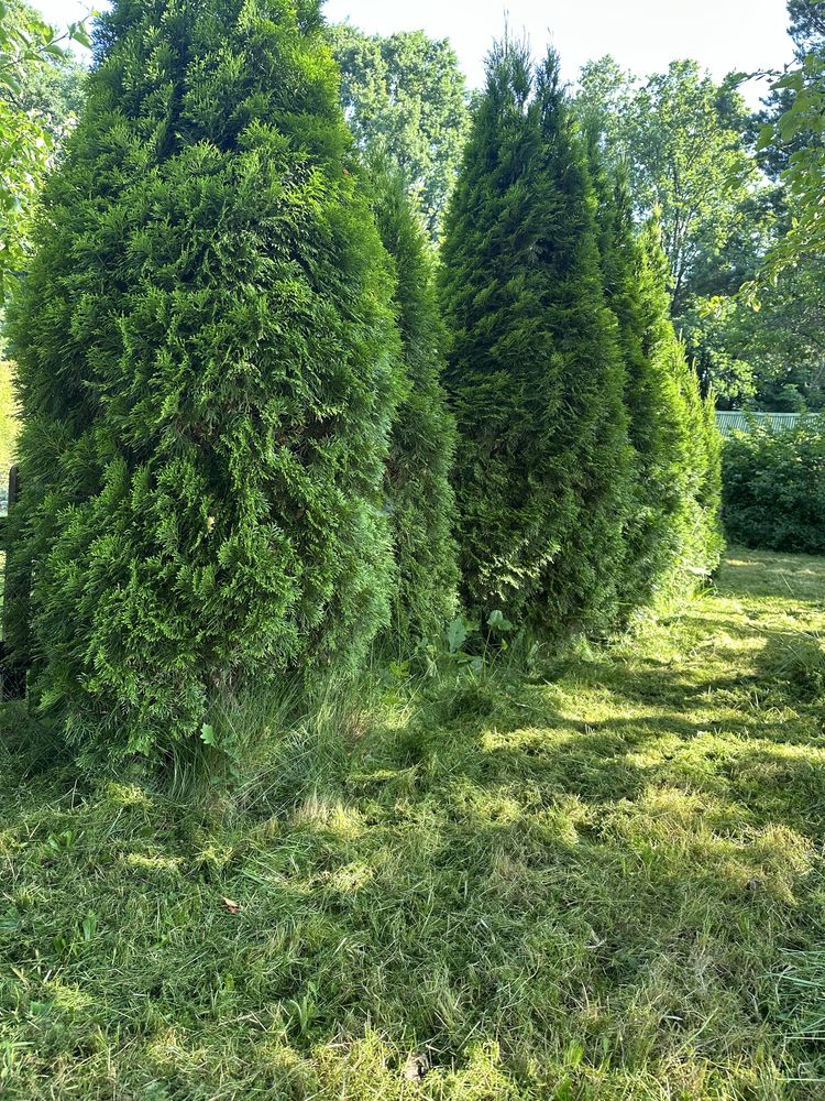 Na sprzedaż działka ROD „Witaminka” – Zaborze k. Oświęcimia – 300 m²