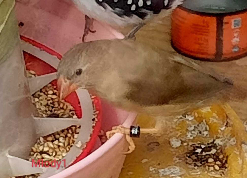 Astryld trzcinowy. Trzciniak.