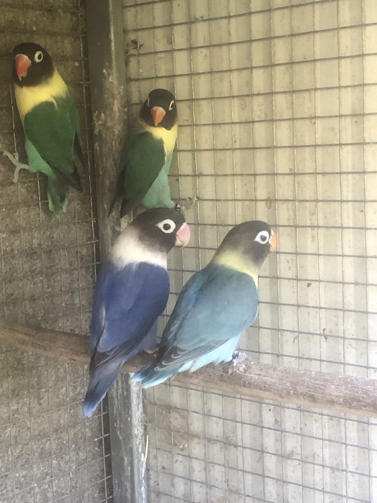 Agapornis personatas